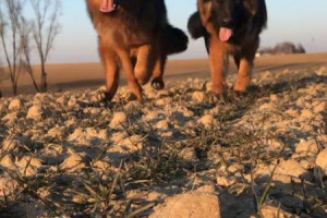 Piękne Owczarki Niemieckie Długowłose