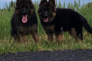 Piękne Szczeniaki Owczarki Niemieckie Długowłose