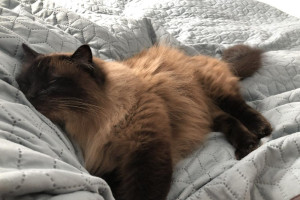 Oddam 8-letniego rasowego Kota Ragdoll