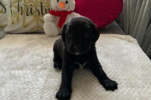 Puppies lablador