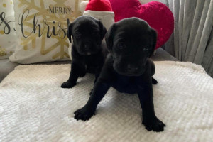Puppies lablador