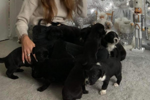 Puppies lablador