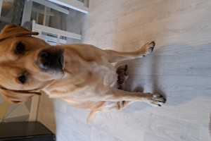 Labraor