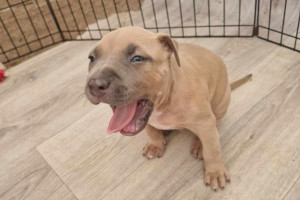 AMERICAN BULLY XL  ABKC REGISTER