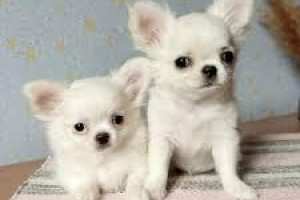 CHIHUAHUA NA SPRZEDAŻ