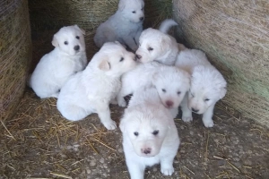 czeniak maltańczyka do adopcji