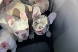 Pilna sprzedaż! Buldogi francuskie zarejestrowane w Kansas City!