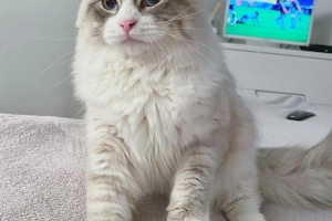 Kot syberyjski niebieskooki