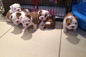 Zarejestrowany buldog angielski