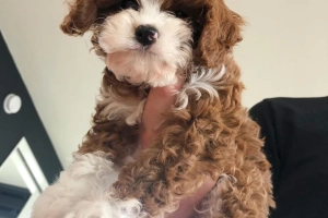 Simba, Cavapoo, szuka nowego domu.