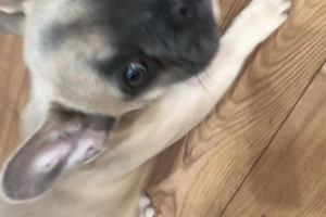 Luna, odkrywczyni, szuka nowego domu