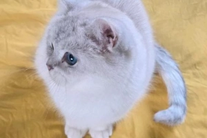 Kotka brytyjska krótkowłosa trafi w kochające ręce