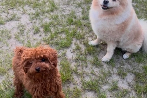 Pomeranian (3,5 roku) i pudel toy (1 rok)