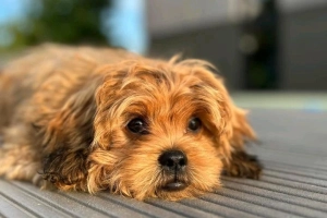 Pies rasy Peekapoo, mieszaniec pekińczyka i pudla