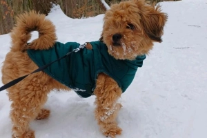 Pies rasy Peekapoo, mieszaniec pekińczyka i pudla