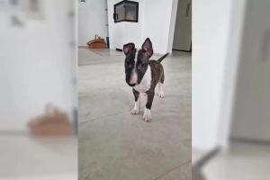 Suczka rasy bullterrier miniaturowy szuka kochającego domu.