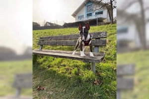 Suczka rasy bullterrier miniaturowy szuka kochającego domu.