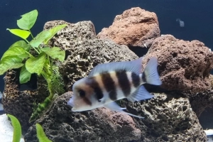Fish Frontosa 