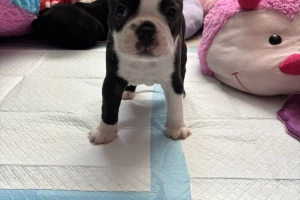 Boston Terrier 💙💙💙💙 puppy boys 