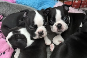Boston Terrier 💙💙💙💙 puppy boys 