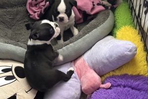 Boston Terrier 💙💙💙💙 puppy boys 