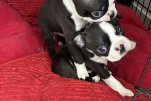 Boston Terrier 💙💙💙💙 puppy boys 