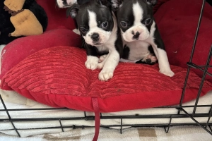 Boston Terrier 💙💙💙💙 puppy boys 