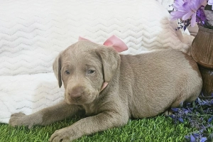Wysokiej jakości miot ośmiu czarno-żółto-rudych szczeniąt labradora.