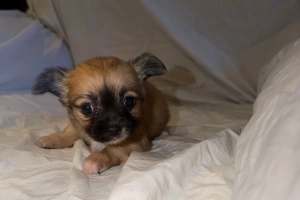 Rzadkie pręgowane szczenięta chihuahua