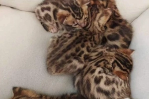 Sprzedam srebrne, pełne kocięta bengalskie.