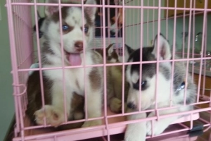 Przepiękne szczenięta husky syberyjskiego. Napisz do mnie na WhatsApp: +44 7453 907158