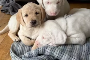 Szczeniak rasy Springador na sprzedaż. Napisz do mnie na WhatsApp: +44 7453 907158