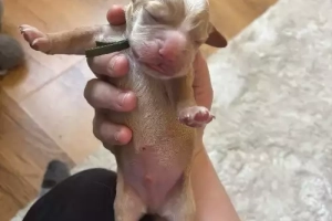 4 suczki / 1 piesek Cocker Spaniela. Napisz do mnie na WhatsApp: +44 7453 907158