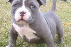 Szczenięta rasy American Pitbull do adopcji.