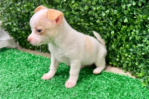 Rasowe szczenięta Chihuahua na sprzedaż.