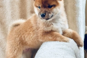 Dostępne są piękne szczenięta rasy Shiba Inu.
