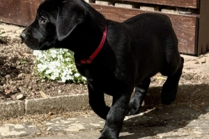 Zarejestrowane w Kansas  czarne szczenięta labradora na sprzedaż... . napisz do mnie na WhatsApp: +44 7453 907158