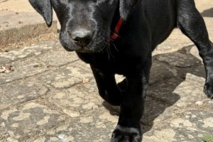 Zarejestrowane w Kansas  czarne szczenięta labradora na sprzedaż... . napisz do mnie na WhatsApp: +44 7453 907158