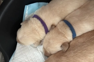 Szczenięta labradora z rodowodem. Napisz do mnie na WhatsApp: +44 7453 907158