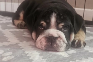 Czarny tricolor buldog angielski. Napisz do mnie na WhatsApp: +44 7453 907158
