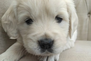 Kremowe Golden Retrievery... . napisz do mnie na WhatsApp: +44 7453 907158