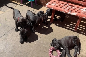 Piękne szczenięta Cane Corso na sprzedaż. Napisz do mnie na WhatsApp: +44 7453 907158