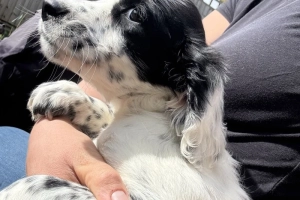 Szczeniak springer spaniela zarejestrowany w Kansas  🌟... Napisz do mnie na WhatsApp: +44 7453 907158