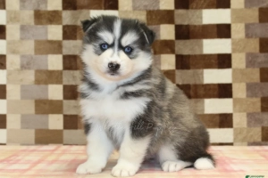Uroczy szczeniak rasy pomsky